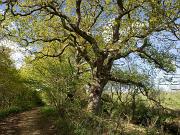 02_TreeCreeperNestOakTree