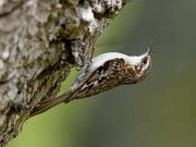 03_TreeCreeper