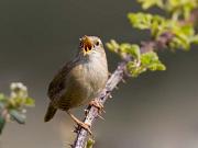 04_WrenSinging