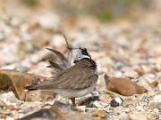 07_LittleRingedPloverPreening