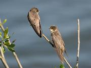 10_SandMartinPreening