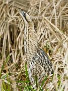 12_Bittern