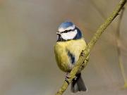 13_BlueTit