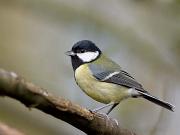 14_GreatTit