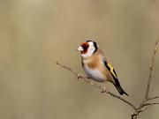 15_Goldfinch