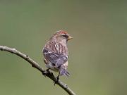 18_Redpoll