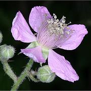 Blackberry_Flower