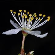 Blackthorn