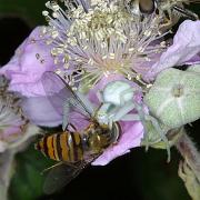 Captured_Hoverfly