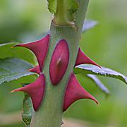 Dog_Rose_Thorns
