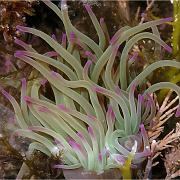 Rock_Pool
