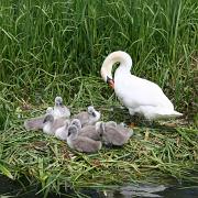 Signets_River_Avon
