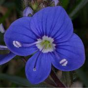 Speedwell