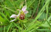Bee_Orchid,_Cranbourne_Manor