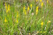 Bog_Asphodel,_Coombe_Heath