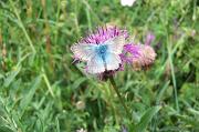 Chalkhill_Blue,_Clearbury_Rings