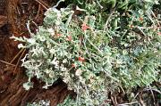 Cladonia_sp,_lichen,_Church_Moor
