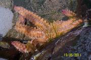 Common_Starfish