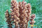 Knapweed_Broomrape