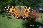 Painted_Lady,_Bickton