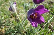 Pasque_flower,_Martin_Down
