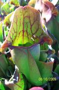 Pitcher_Plant,_Holmsley_Bog