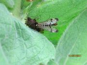 Scorpion_Fly_feeding
