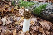 Stinkhorn_fungus,_Vereley
