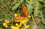 IMG_1928