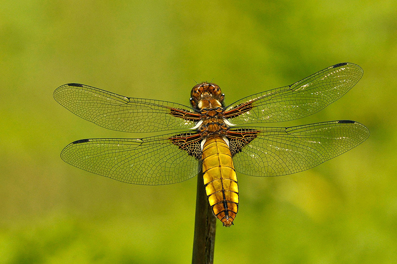 Broad-bodied_chaser.jpg