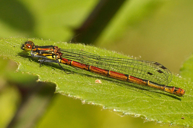 Common_Blue_damselfly_2.jpg