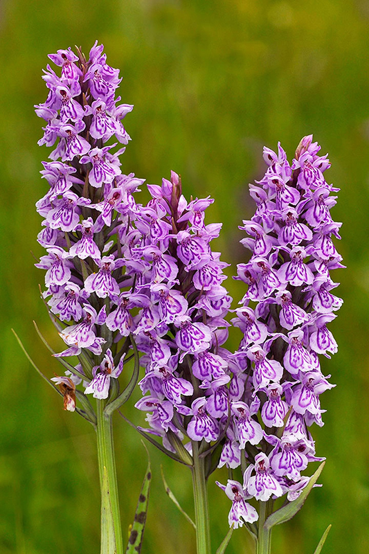 Common_Spotted_orchids.jpg