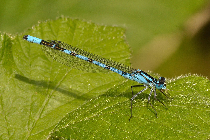 Common_blue_damselfly.jpg