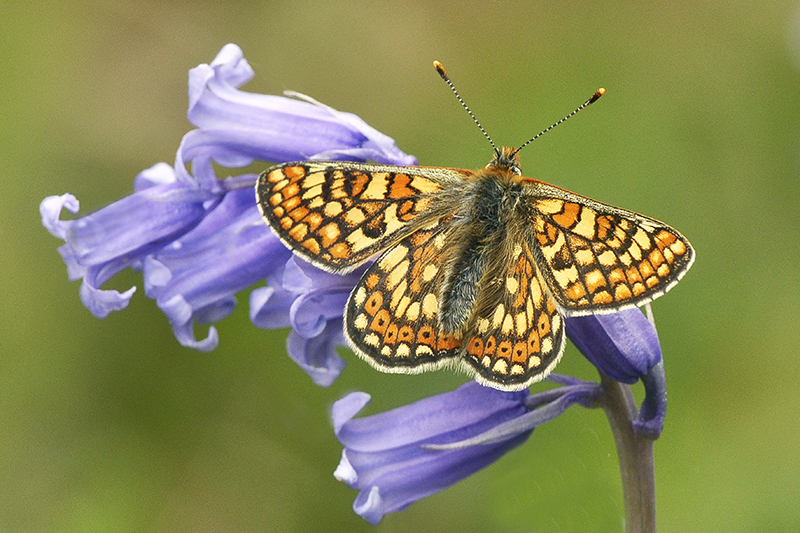 Marsh_Fritillary_on_Bluebell.jpg