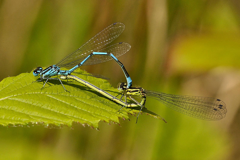 Mating_Azure_damselflies.jpg