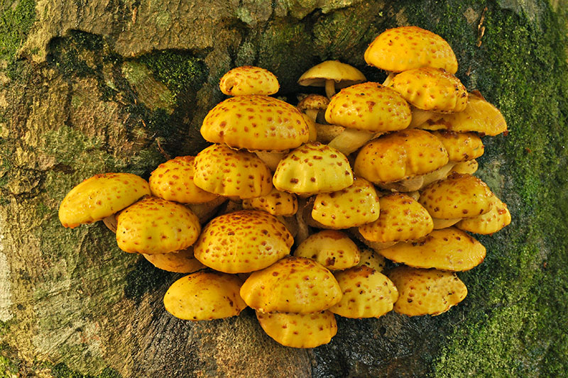 Pholiota_aurivella.jpg