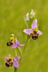 Bee_Orchid