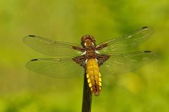 Broad-bodied_chaser