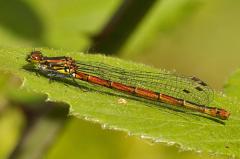 Common_Blue_damselfly_2