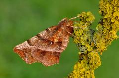 Early_Thorn_moth