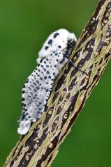 Leopard_moth