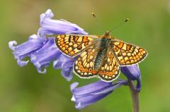 Marsh_Fritillary_on_Bluebell