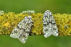 Merveille_du_Jour_moths