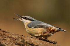 Nuthatch_calling